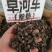 中药材草河车拳参新货抛光保证质量货源充足