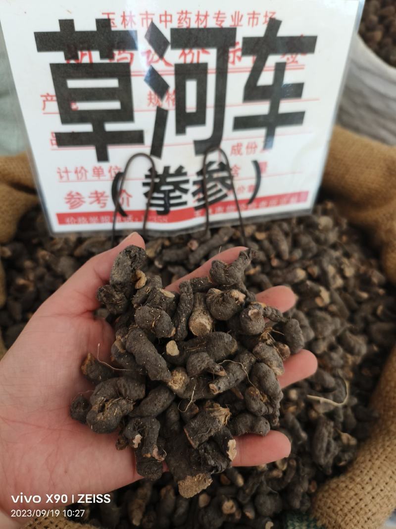 中药材草河车拳参新货抛光保证质量货源充足