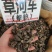 中药材草河车拳参新货抛光保证质量货源充足