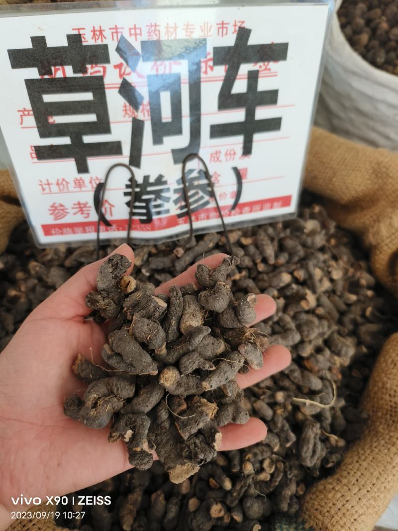 中药材草河车拳参新货抛光保证质量货源充足