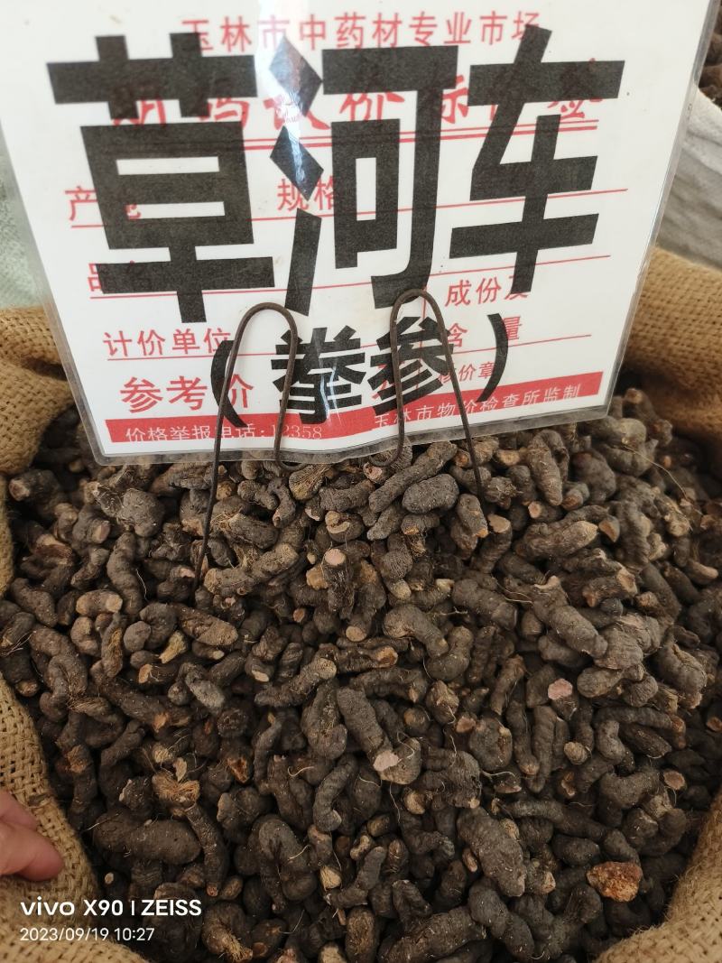 中药材草河车拳参新货抛光保证质量货源充足