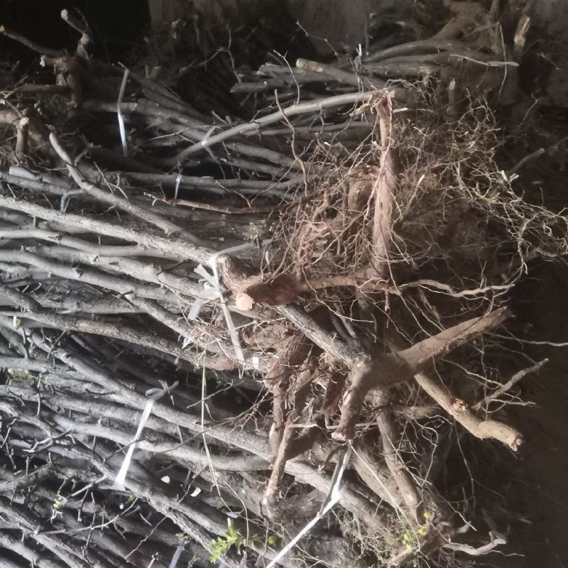 地径1公分以上野生药用酸枣苗，现起现发，沾生根剂泥浆装车