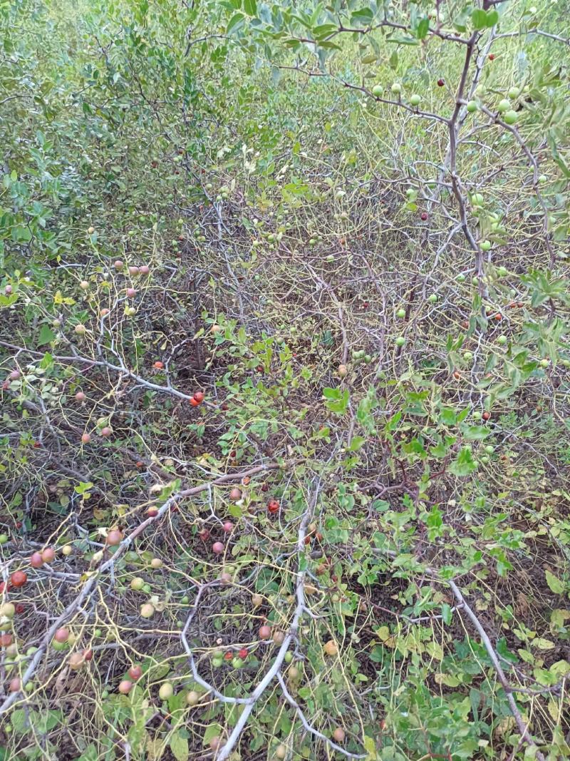 地径1公分以上野生药用酸枣苗，现起现发，沾生根剂泥浆装车