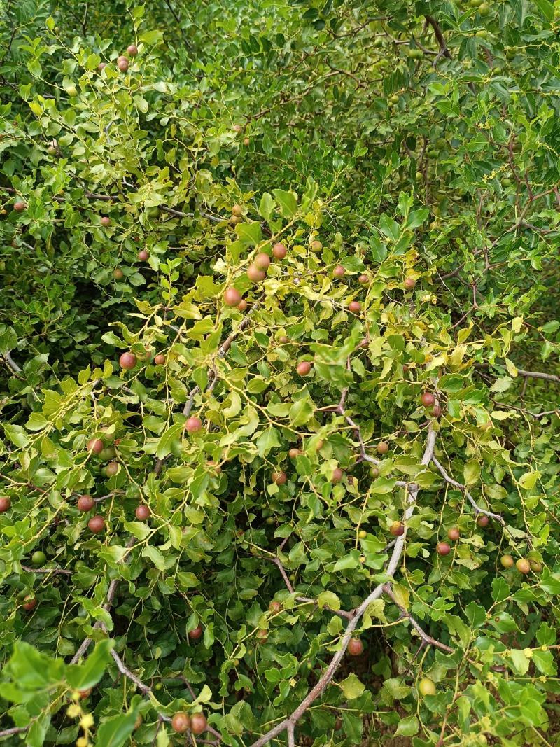 地径1公分以上野生药用酸枣苗，现起现发，沾生根剂泥浆装车
