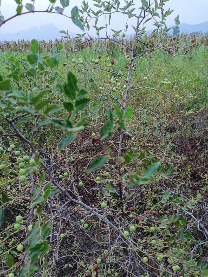 地径1公分以上野生药用酸枣苗，现起现发，沾生根剂泥浆装车