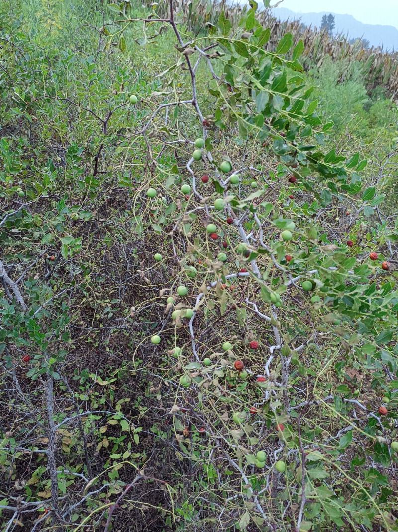 地径1公分以上野生药用酸枣苗，现起现发，沾生根剂泥浆装车