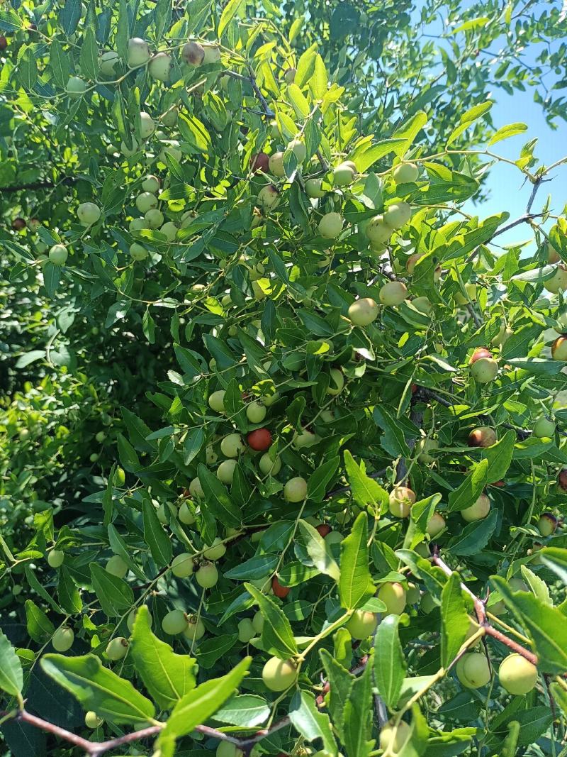 地径1公分以上野生药用酸枣苗，现起现发，沾生根剂泥浆装车