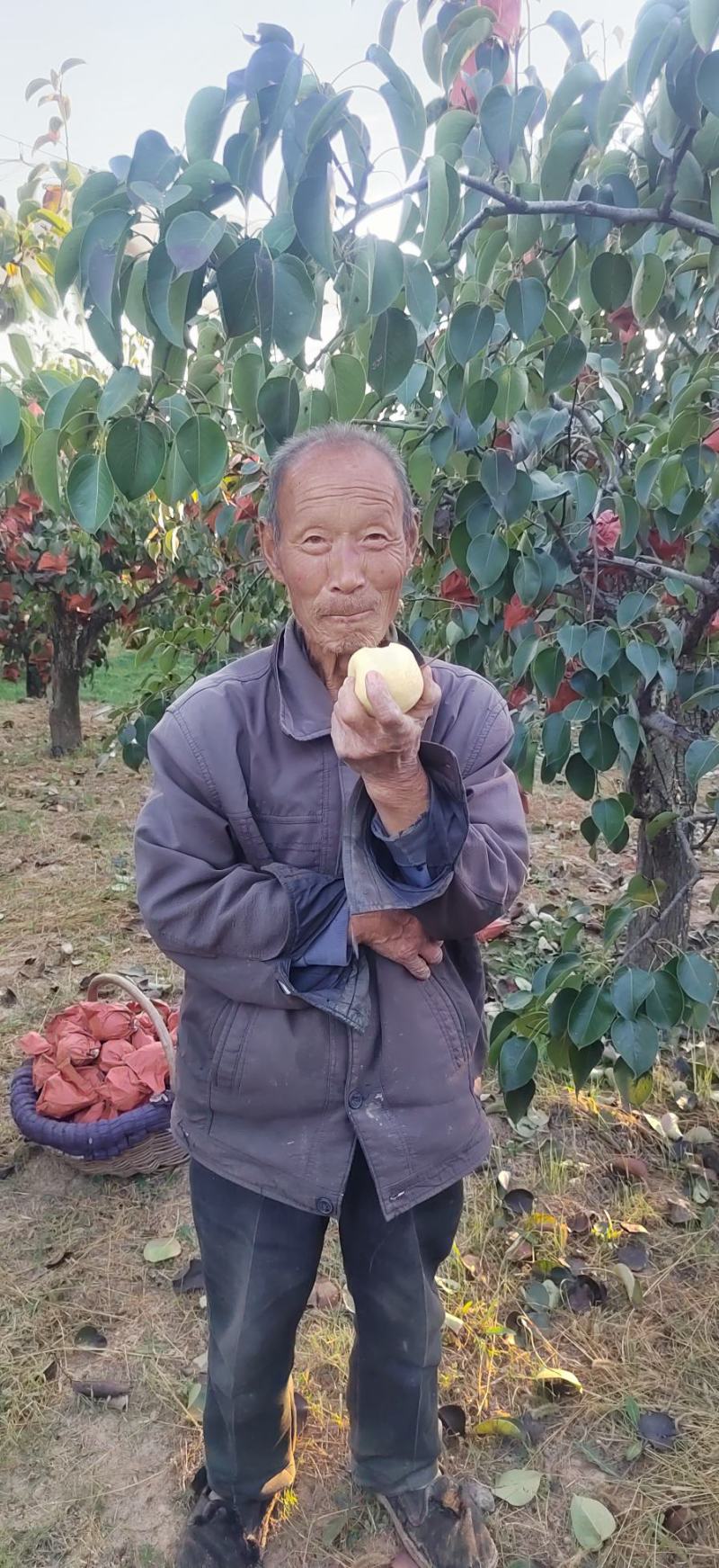 壶口酥梨