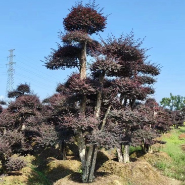 造型红继木桩