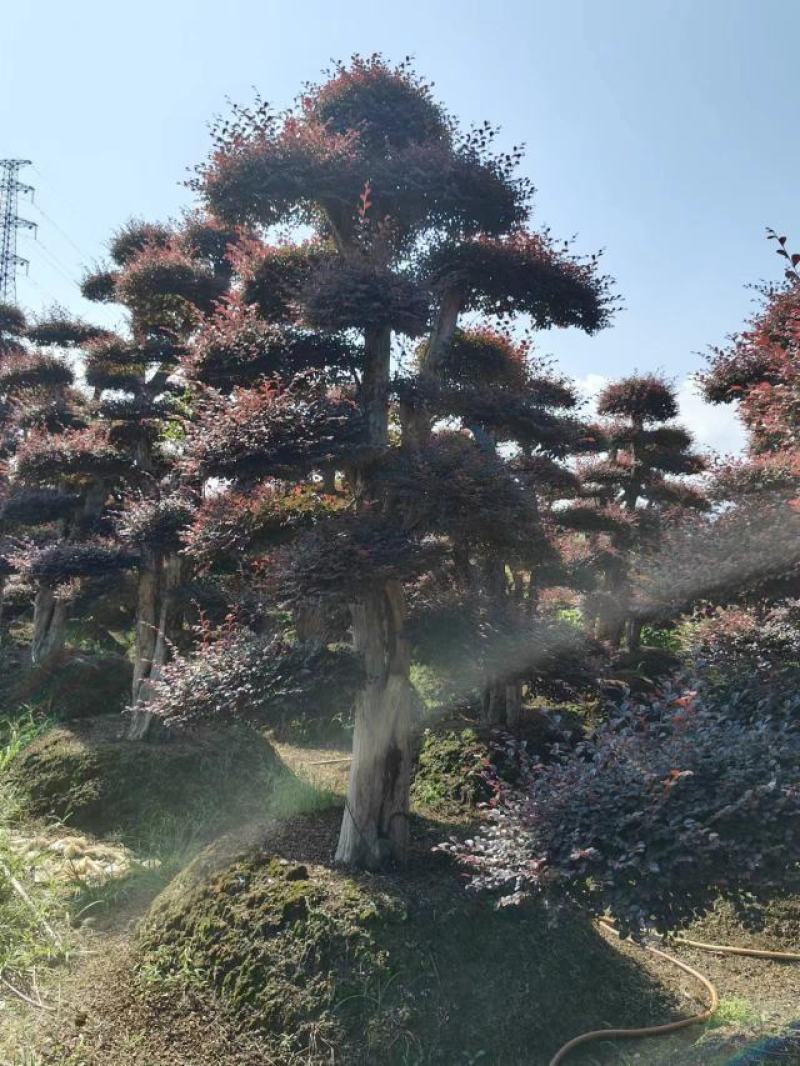 造型红继木桩