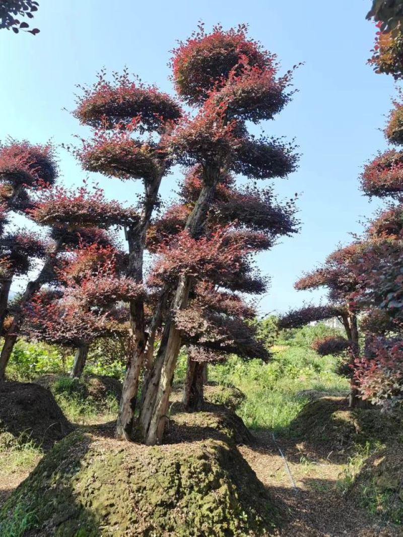造型红继木桩