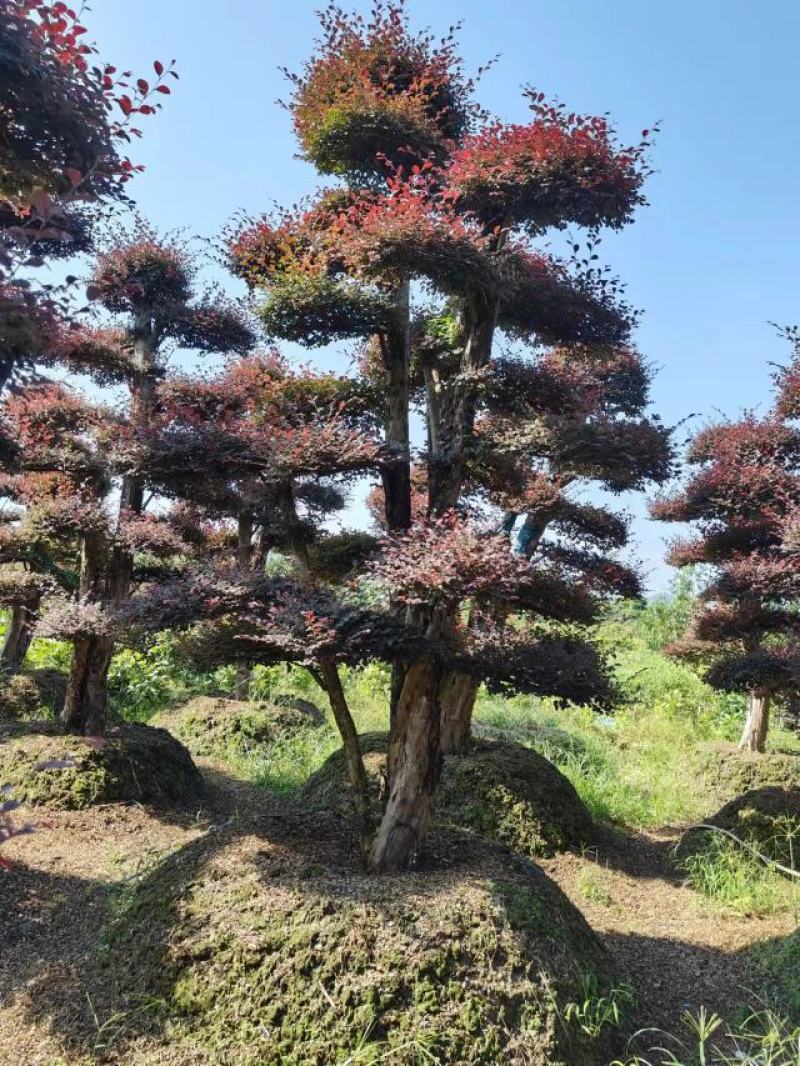造型红继木桩