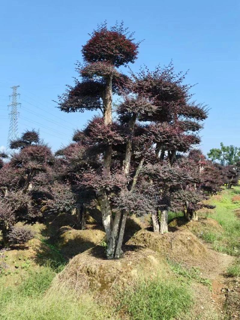 造型红继木桩