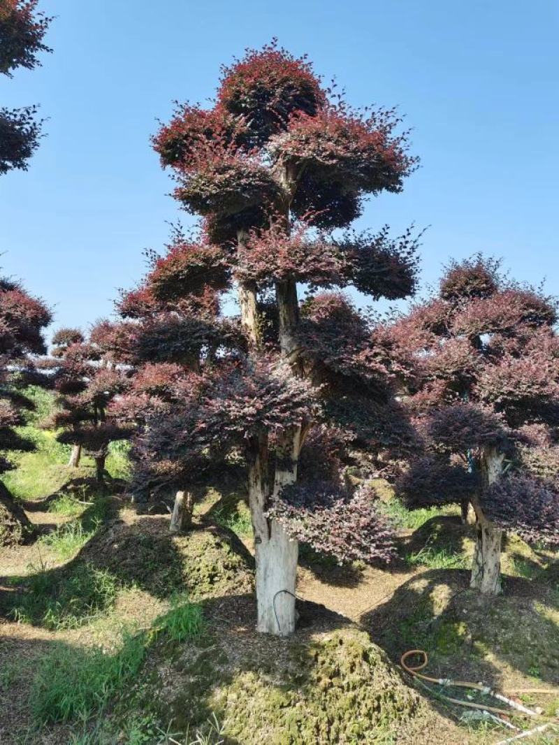 造型红继木桩