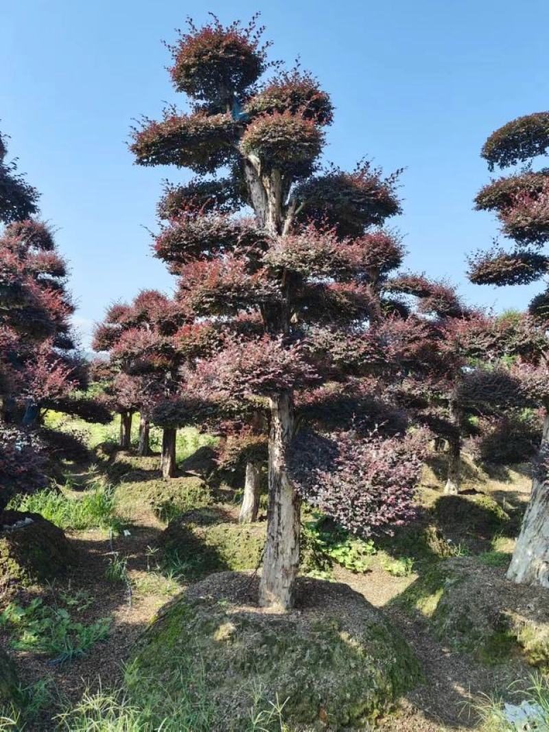 造型红继木桩