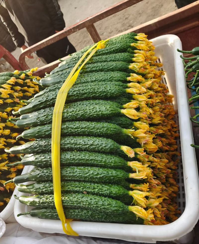 密刺黄瓜山东莘县黄瓜干花带刺鲜花带刺代收代发全国
