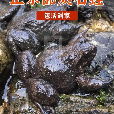 石蛙只销售洪雅县周边