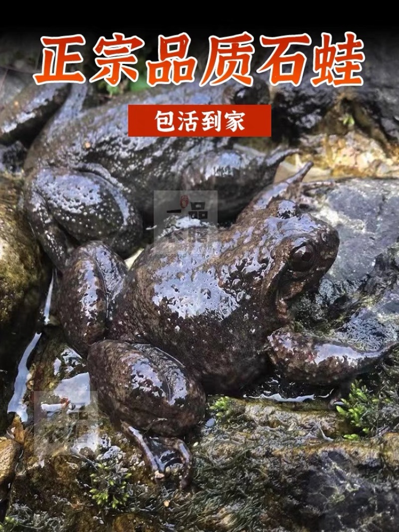 石蛙只销售洪雅县周边