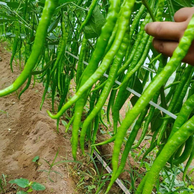 河南线椒大量供应产地直发质量保证一手货源全国发货