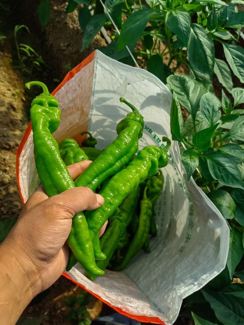 河南线椒大量供应产地直发质量保证一手货源全国发货