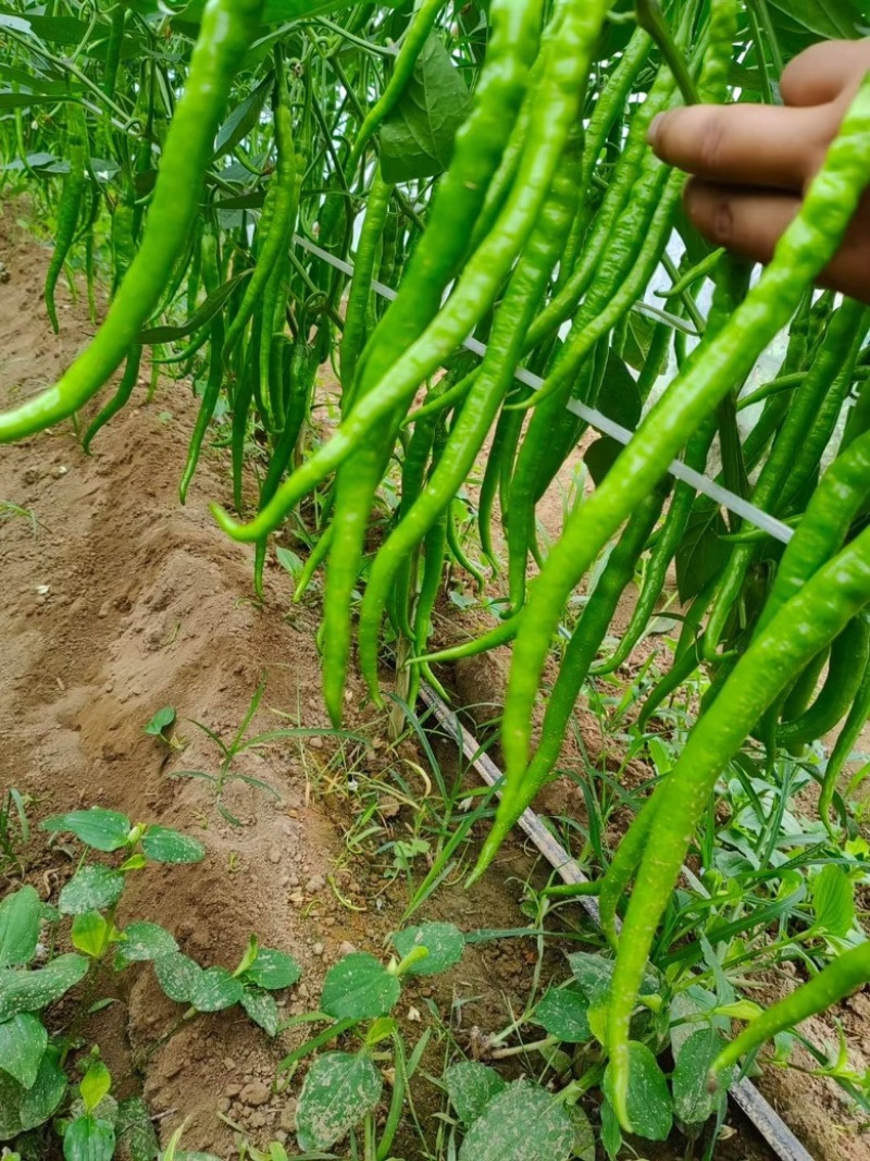 河南线椒大量供应产地直发质量保证一手货源全国发货