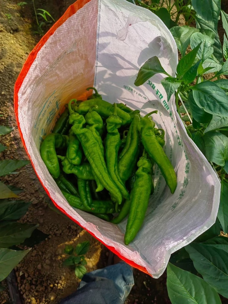 河南线椒大量供应产地直发质量保证一手货源全国发货