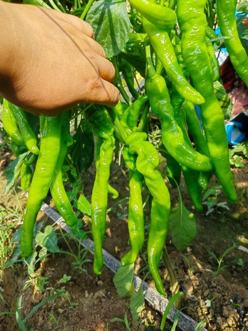 河南线椒大量供应产地直发质量保证一手货源全国发货