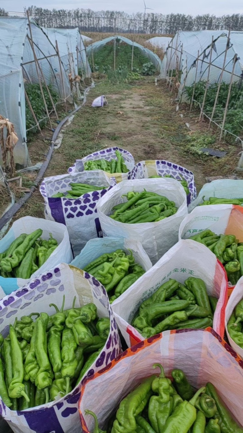 河南线椒大量供应产地直发质量保证一手货源全国发货