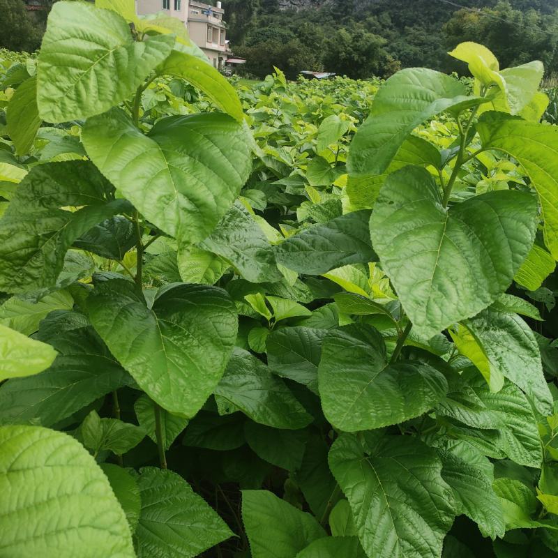 大叶油桑，叶子厚有营养，成活率高适合各种土质。