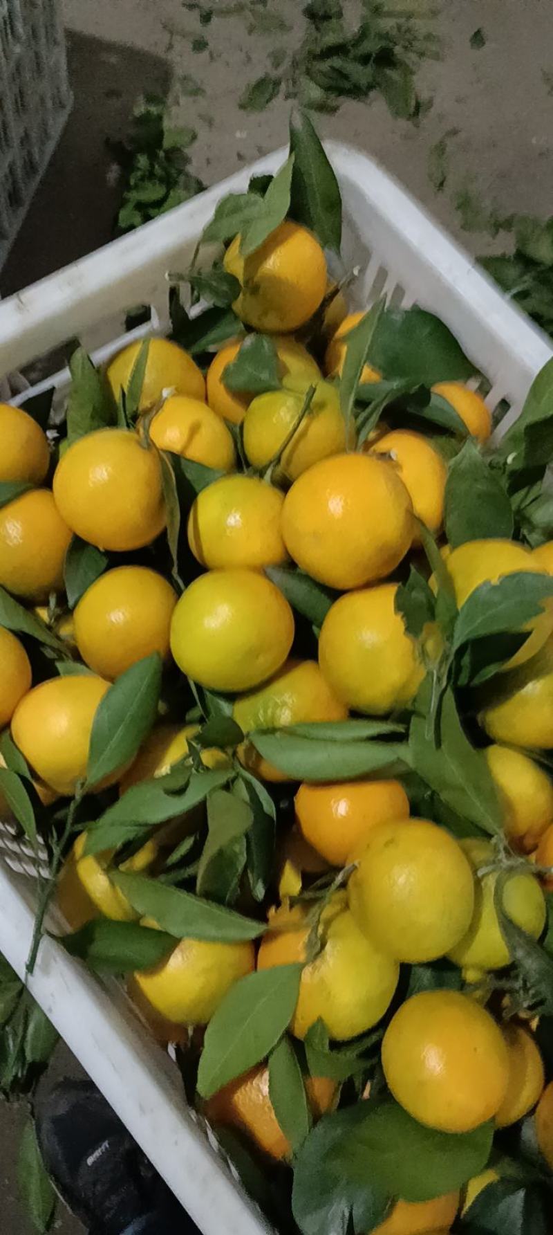丹江口精品蜜橘（南水北调中线源头）货源充足