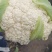 砀山县有机花菜，青梗小米粒，大棚有机花菜，白面，基地批发