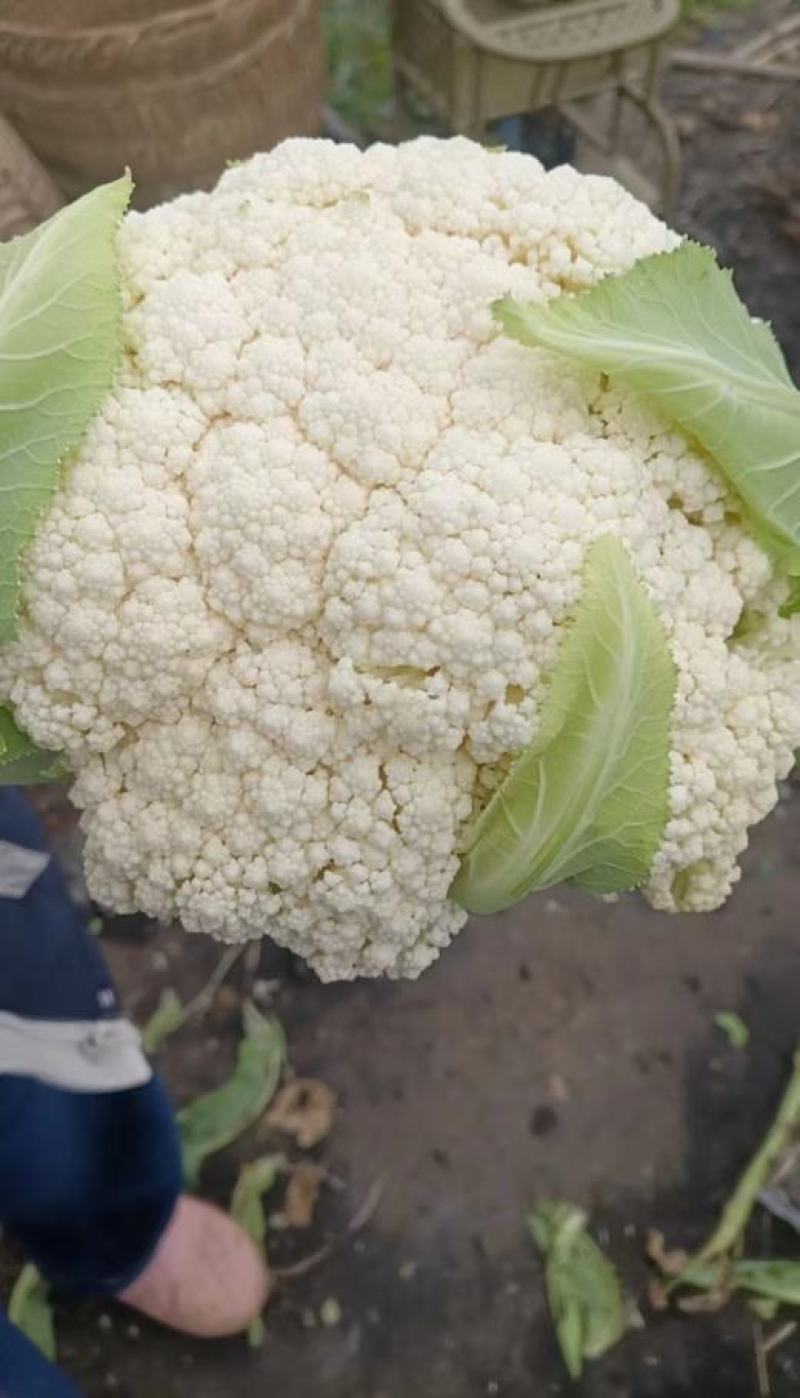 砀山县有机花菜，青梗小米粒，大棚有机花菜，白面，基地批发