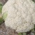 砀山县有机花菜，青梗小米粒，大棚有机花菜，白面，基地批发