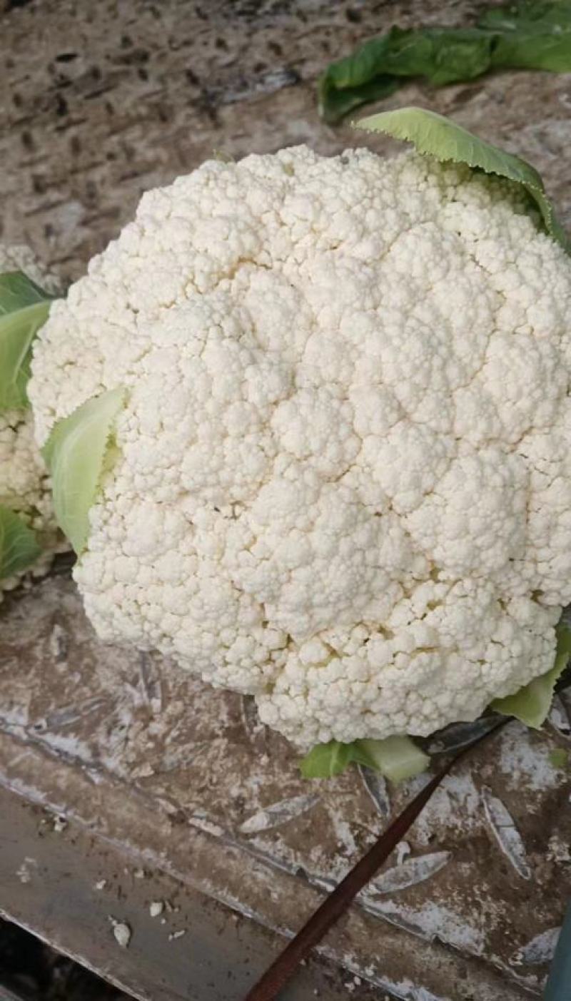 砀山县有机花菜，青梗小米粒，大棚有机花菜，白面，基地批发