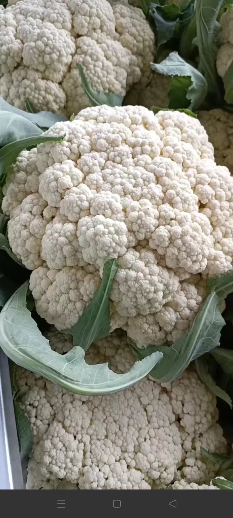 砀山县有机花菜，青梗小米粒，大棚有机花菜，白面，基地批发