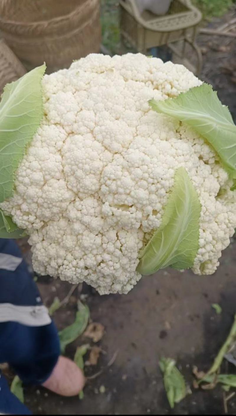 砀山县有机花菜，青梗小米粒，大棚有机花菜，白面，基地批发