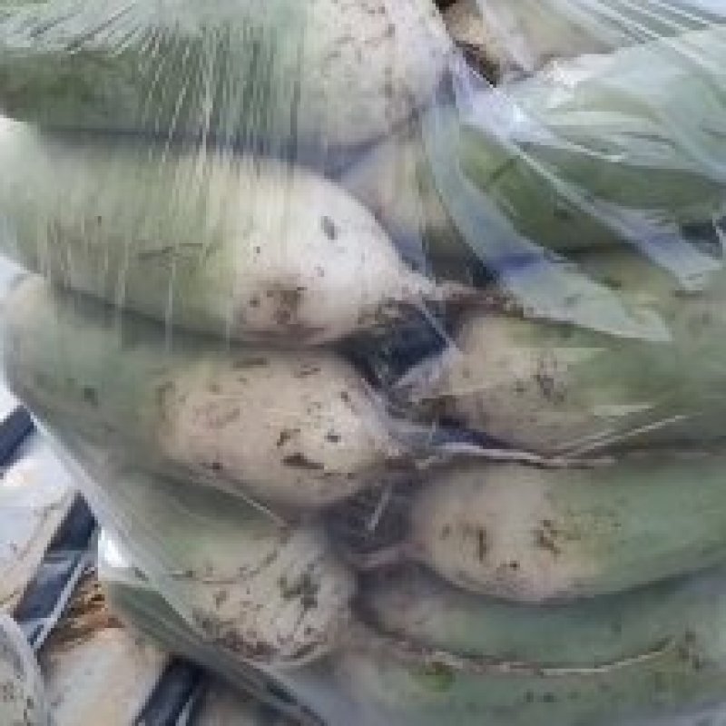 青皮萝卜大量上市，现要现拔，无黑斑，无糠心，大小车通装。