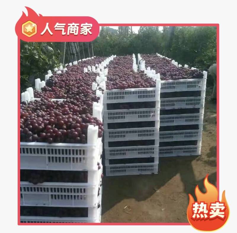 乐亭露天巨峰葡萄以结束大量上市有需要的客户联系诚信为本