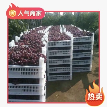 乐亭露天巨峰葡萄以结束大量上市有需要的客户联系诚信为本