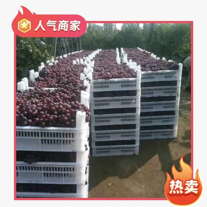 乐亭露天巨峰葡萄以结束大量上市有需要的客户联系诚信为本
