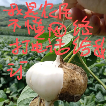 地萝卜豆薯凉薯