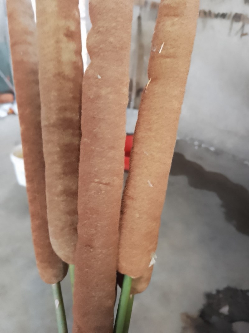 蒲棒，水蜡烛，售蒲黄精粉。蒲捧粉160目。保证质量产地直