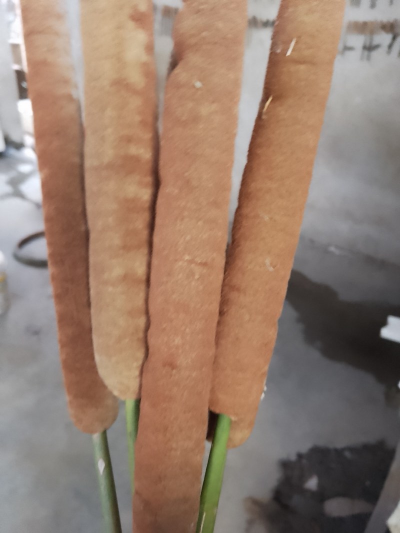 蒲棒，水蜡烛，售蒲黄精粉。蒲捧粉160目。保证质量产地直