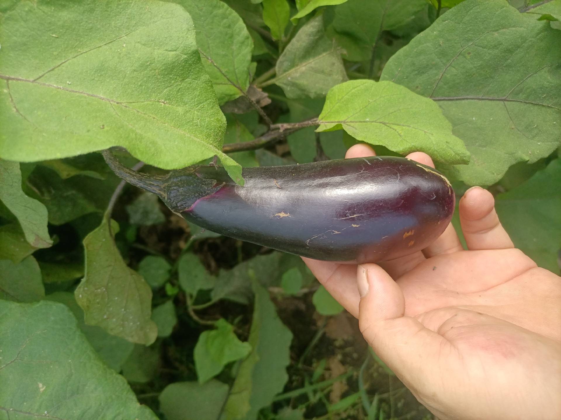 未成熟与成熟茄子对比图