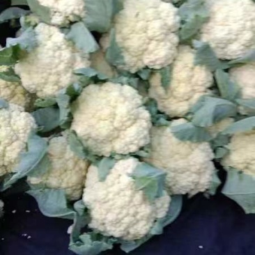 花菜，有机花菜，大量有货，散花，河南商丘李口精品蔬菜产地