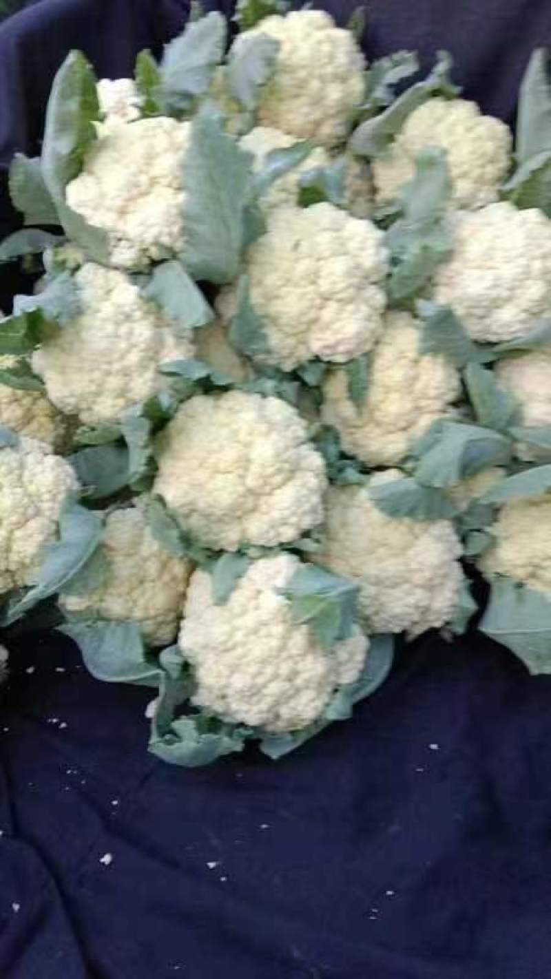 花菜，有机花菜，大量有货，散花，河南商丘李口精品蔬菜产地