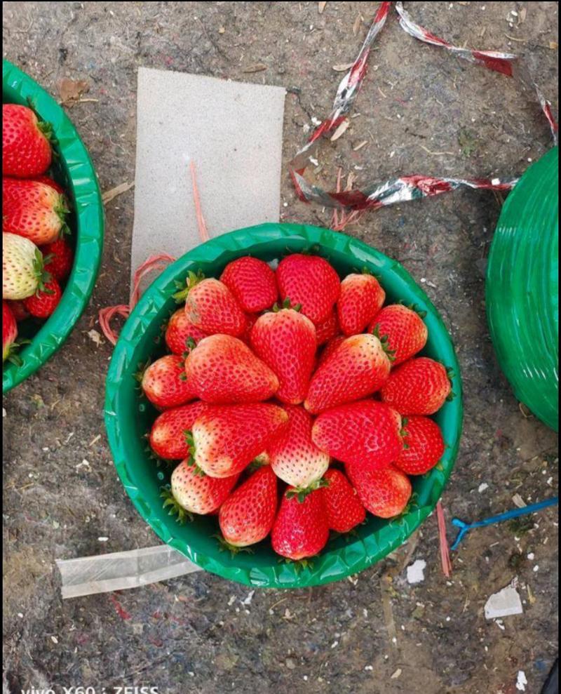 天仙醉草莓奶油草莓产地直发可帮找车可视频看