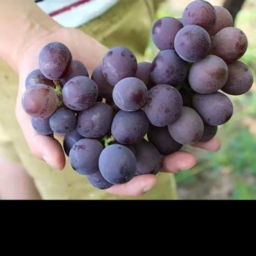 巨峰沪太葡萄