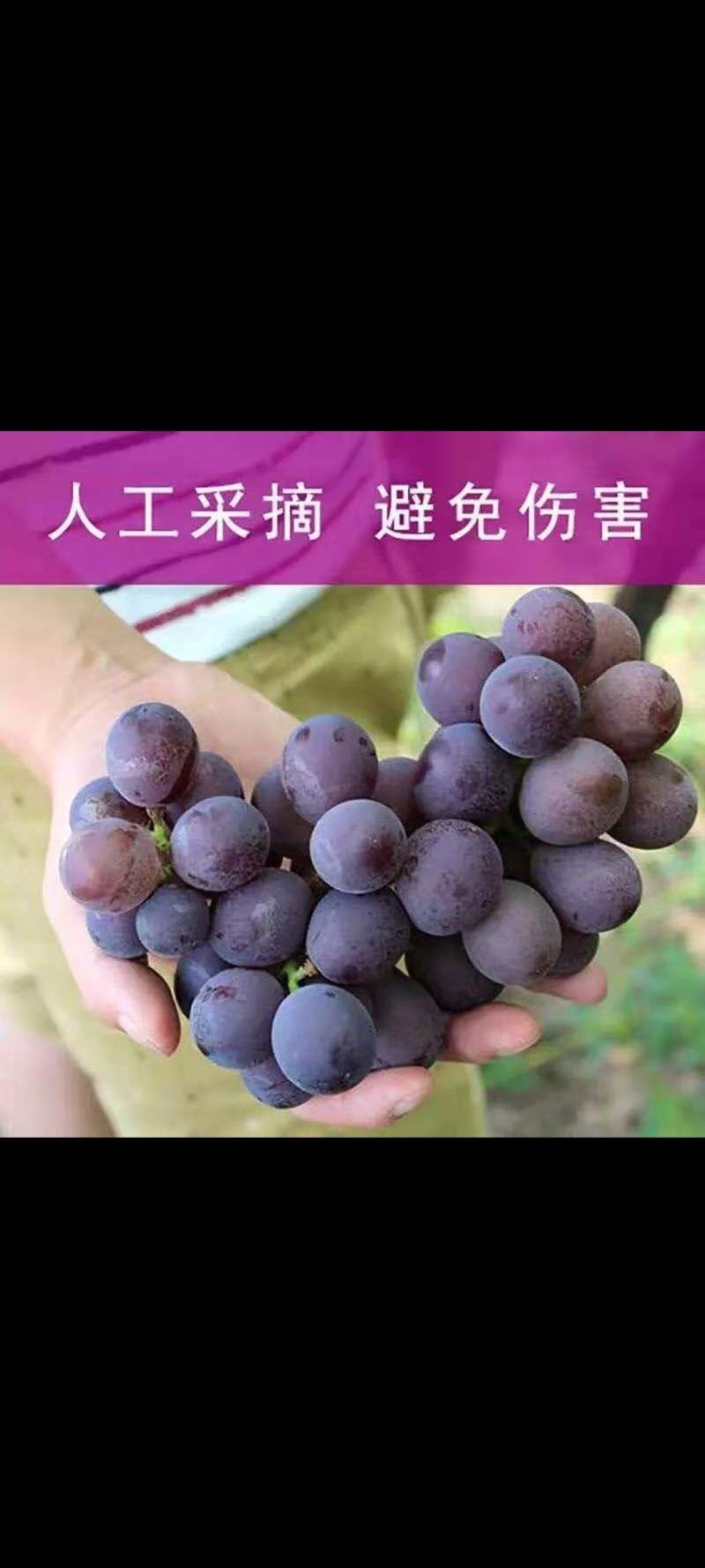 巨峰沪太葡萄
