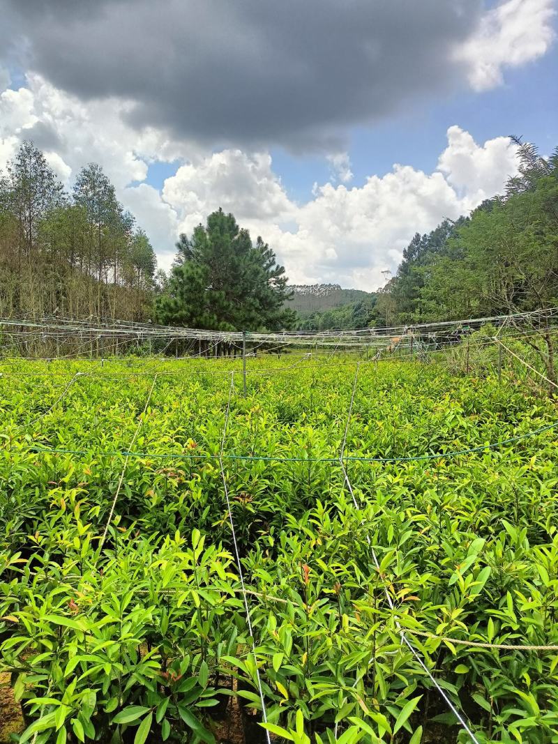 岒南黄金山竹苗，一手贷源，苗圃直供欢迎来电咨询